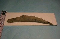 藏品(魚骨)的圖片